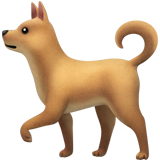 Cute dog